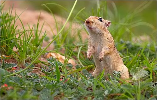 The Wildlife of Rajasthan
